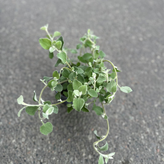 Helichrysum silver
