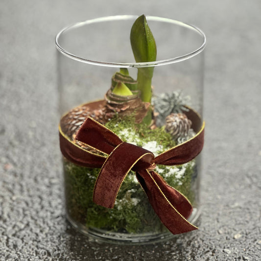 Amaryllis i glasspotte med dekor