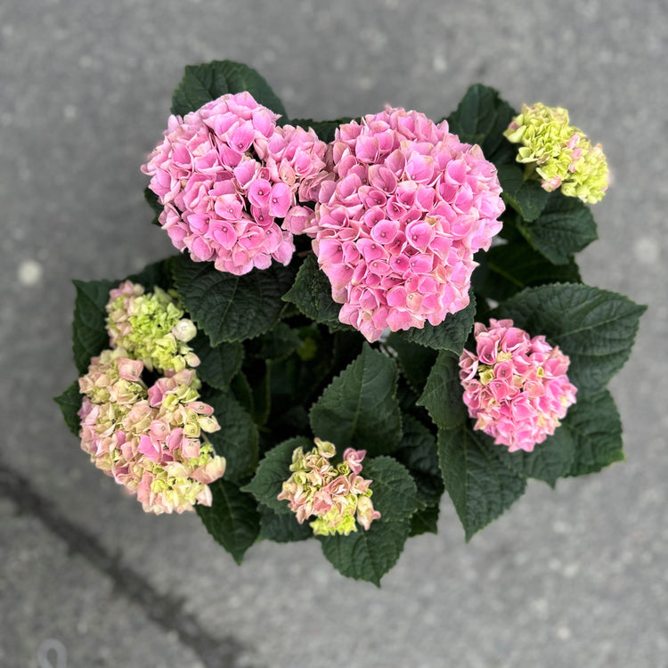 Magical hortensia