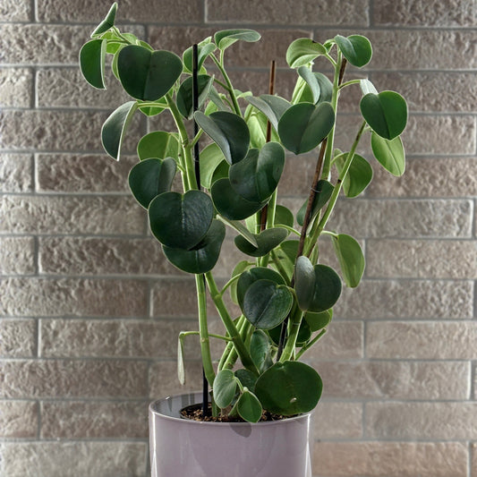Peperomia Hovaria