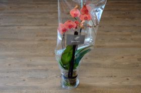 Orkidé med eller uten glasspotte